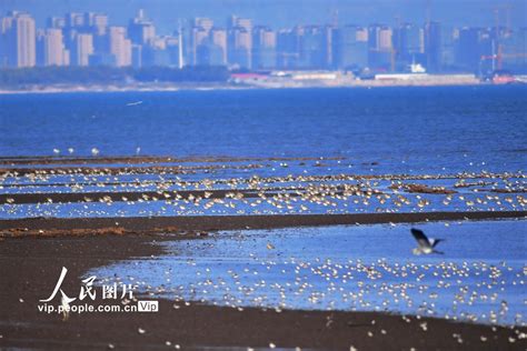 山东青岛生态海岸 万鸟翔集 图片频道 人民网