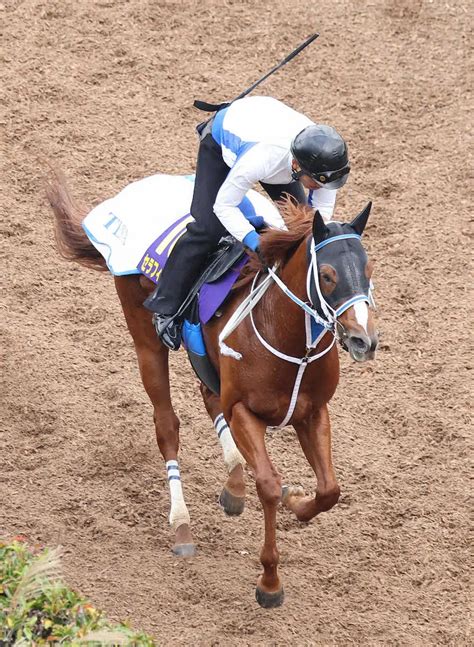 【チャンピオンズc】セラフィックコール 3歳砂の新星！敗北を知らない極上の末脚 スポニチ競馬web