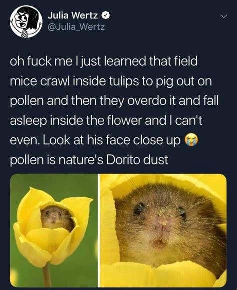 Fukkin Cute Julia Wertz Julia Wertz Oh Fuck Me I Just Learned That Field Mice Crawl Inside