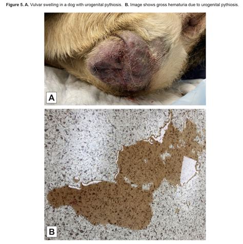 Pythiosis in Small Animals - MiraVista VETERINARY Diagnostics