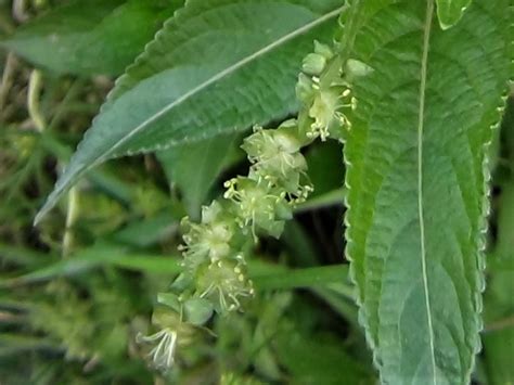 Dogs Mercury Dogs Cole Mercurialis Perennis