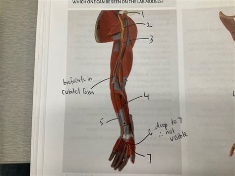 Lab Part Vessels Of Upper Limb Flashcards Quizlet