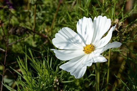 Canasta De Joyas Flor Naturaleza Foto Gratis En Pixabay Pixabay