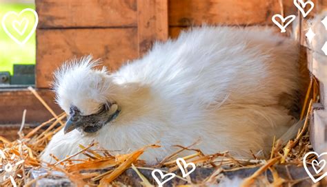 Silkie Bantams: #1 Backyard Pet. Find Out Why | Silkie Chicken Experts