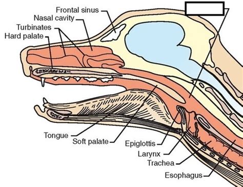 Larynx Anatomy Dog