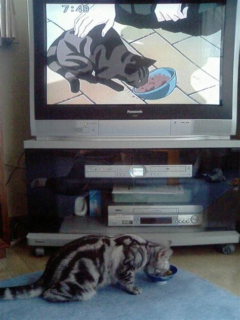 Gay Cats Cats Pretty Cats Fancy Cats