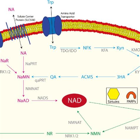 PDF NAD Sirtuins And PARPs Enhancing Oocyte Developmental Competence