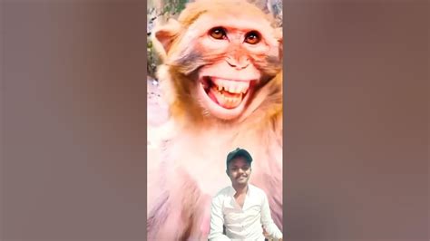 Dekho Monkey Kaise Hasta Hai Funny Bandar Monkey Monckey Comedy