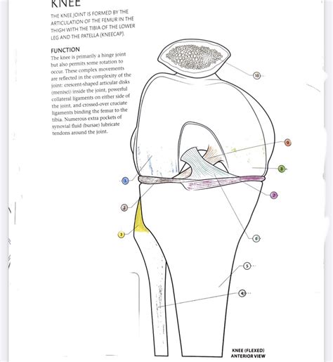 Knee Anterior View Flexed Diagram Quizlet