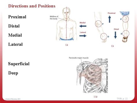 1 Navigating The Body Regions Of The Body