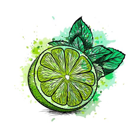 Fresh Lime With Leaves And Mint From A Splash Of Watercolor Hand Drawn