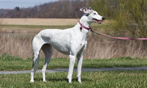 greyhound net worth