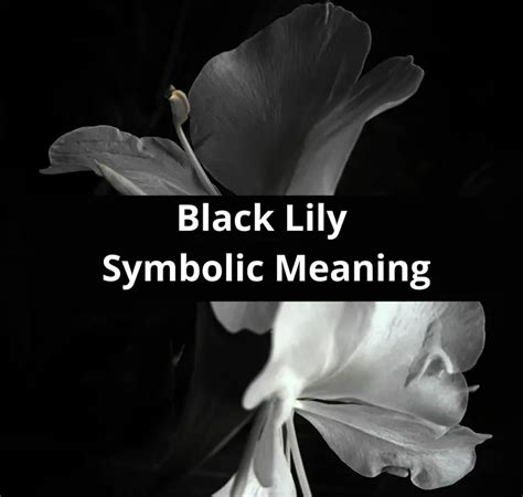 Black Lily Symbolic Meaning - Symbolic Meaning Of A Flower