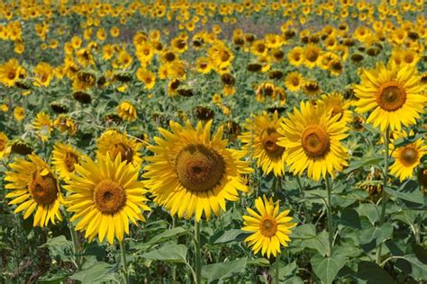 Campo De Girasoles Helianthus Annuus De Distintos Grados De Madurez