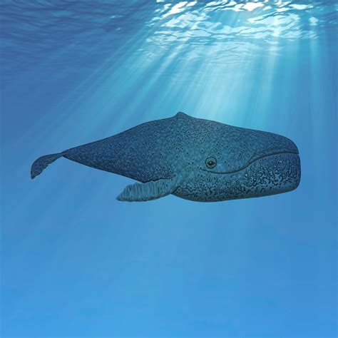 whale  water  stock photo public domain pictures