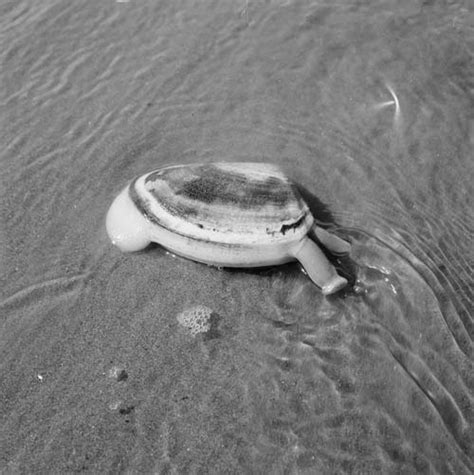 Toheroa Shellfish Te Ara Encyclopedia Of New Zealand