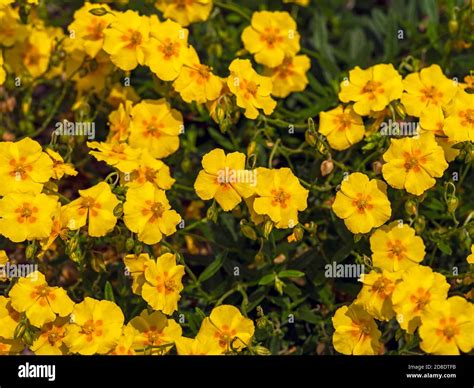 Pretty Yellow Flowers Of A Helianthemum Rock Rose Plant In A Garden