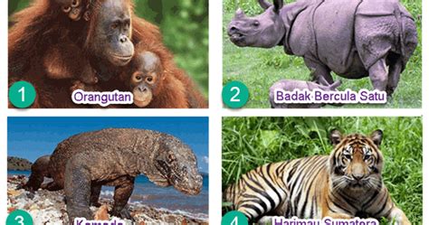 gambar hewan  tumbuhan langka    indonesia gambar hewan