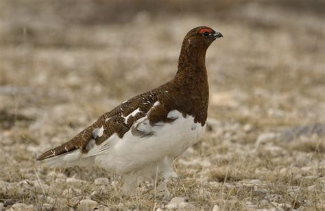 Willow Ptarmigan - Owen Deutsch Photography