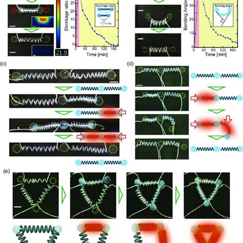 Hydrogel Actuator Integrated The Rod Of Thermoresponsive Gel And Liquid