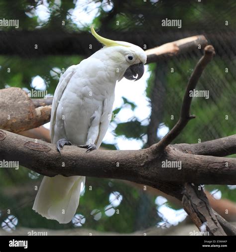 White Sulphur Crested Cockatoo Cacatua Galerita Stock Photo Alamy