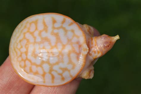 Albino Fl Softshell Turtle By Morphmarket