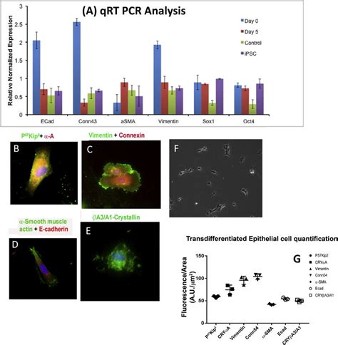 Qrt Pcr Expression Levels Of Epithelial And Mesenchymal And Stem Cell