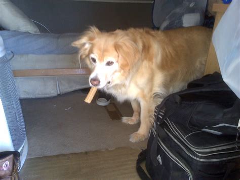 BarkWiki - ️🐶 A Dog's Rescue Story - Fluke is a...
