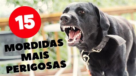 Mordidas De Cachorro Mais Fortes E Perigosas Do Mundo Youtube