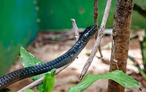 Tem Mamba Preto No Brasil Leia Aqui A Est Mamba Snake No Brasil