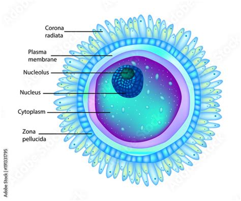 Egg Cell Diagram Labeled