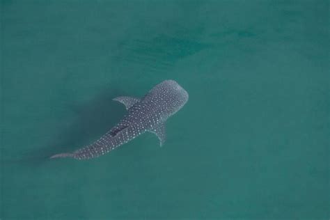 Life Cycle Of A Whale Shark And Reproduction ECO Migrations