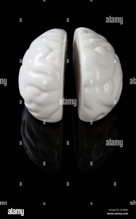 Brain Anatomy Cortex Hi Res Stock Photography And Images Alamy