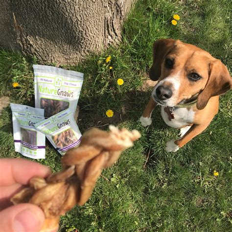 Best Chews and Treats to Train Your Dog – NatureGnaws.com