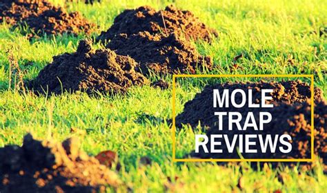 Best Mole Traps Reviews UK | Catch and Remove Moles