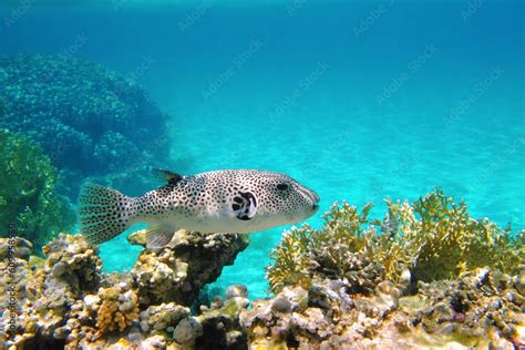 Blue Tropical Ocean With Coral Reef White Spotted Venomous Fish