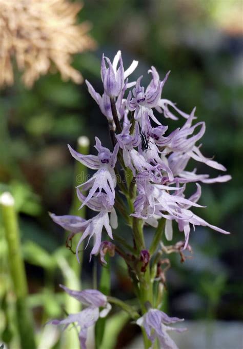 Naked Man Orchid Plant Orchis Italica Stock Photo Image Of Orchid Photography