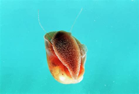 Schistosomiasis Snail Photograph By Sinclair Stammersscience Photo