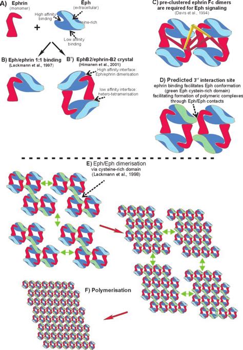 Model Of Ephrin Induced Eph Clustering Monomeric Ephs And Ephrins A