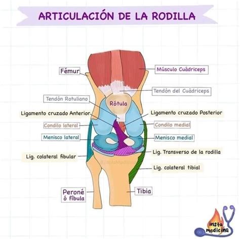 ArticulaciÓn De La Rodilla Anatomia Humana Musculos Anatomía De La