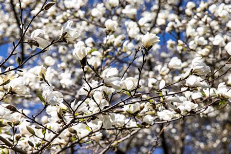 10 SOUTHERN MAGNOLIA TREE 12" White Flowers Native Grandiflora Bull Ba ...