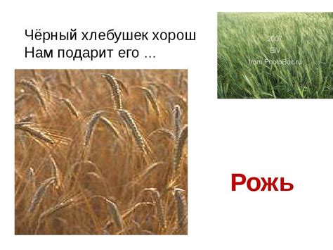 Рожь что из нее делают: все о злаке: история возделывания, описание ...