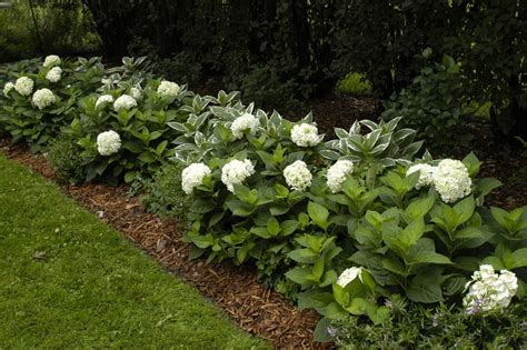 Blushing Bride Hydrangeas Sit Beside Variegated Hostas In This Lovely