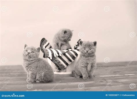 Bucket of kittens stock image. Image of basket, babies - 102033871