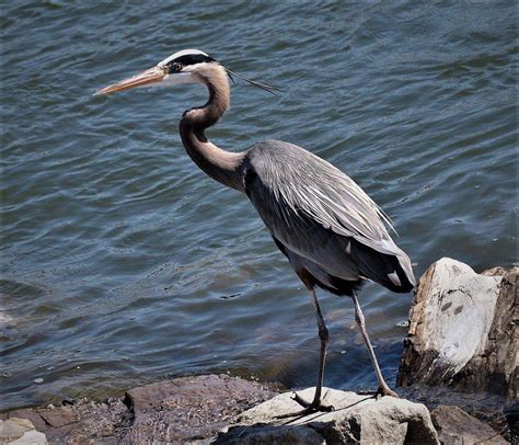 Great blue herons | Local Sports | paducahsun.com