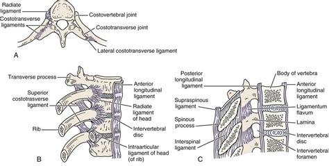 Thoracic Dorsal Spine Musculoskeletal Key