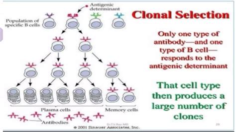 Clonal Selection Theory Pptx