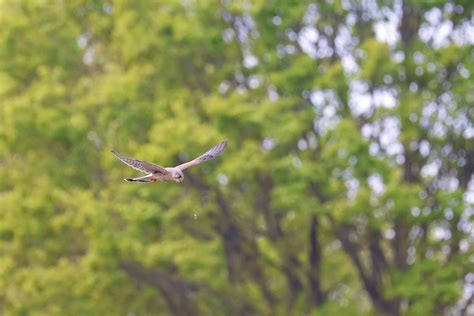 Common Kestrel Bird Flying · Free Stock Photo