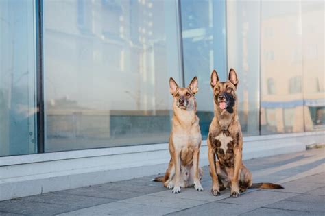 Dos Perros Parados Uno Al Lado Del Otro Uno De Los Cuales Lleva Un