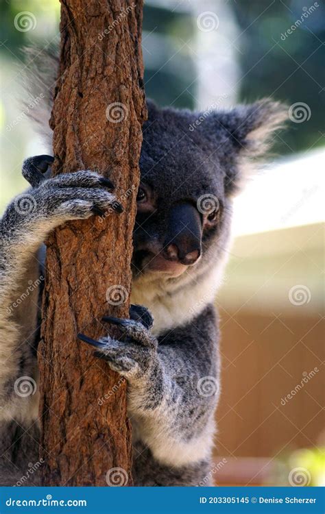 Koala Hugging Eucalyptus Tree. Royalty-Free Stock Photography ...